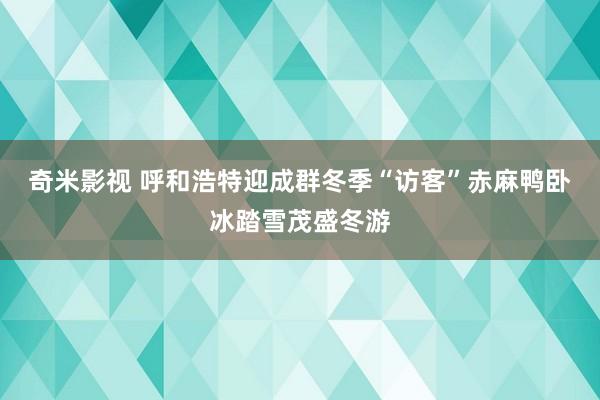 奇米影视 呼和浩特迎成群冬季“访客”赤麻鸭卧冰踏雪茂盛冬游