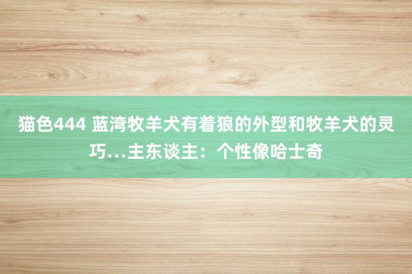 猫色444 蓝湾牧羊犬有着狼的外型和牧羊犬的灵巧…主东谈主：个性像哈士奇